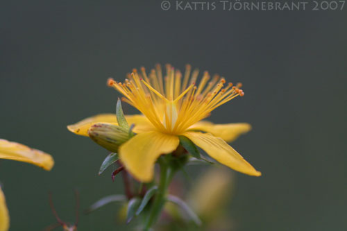 Blomma före