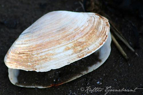 Naturmaterial