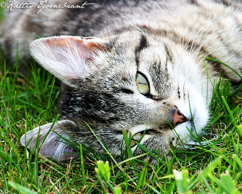 Katt