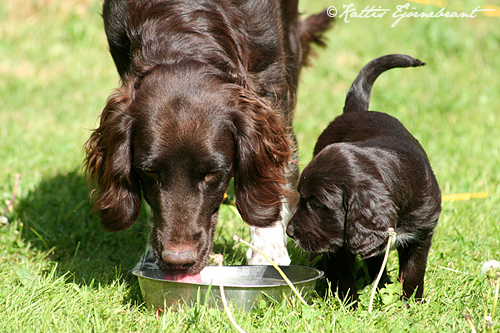 Hundmamma med valp