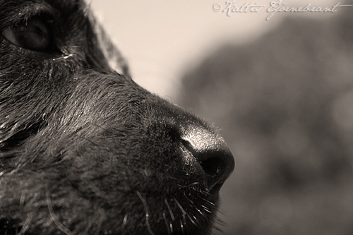 Nose