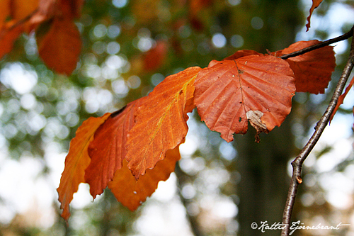 Leaves