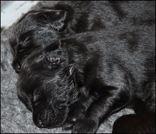 Sover...