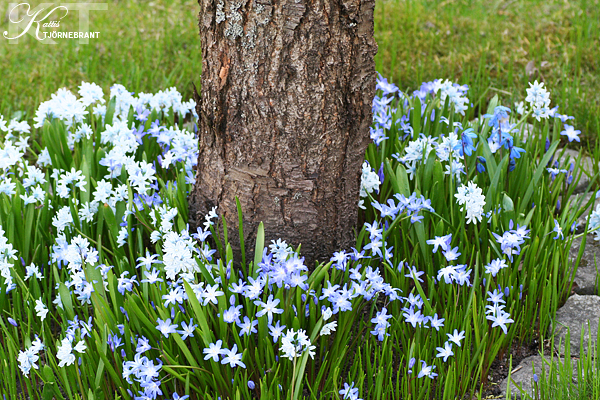 BlÃ¥ blommor