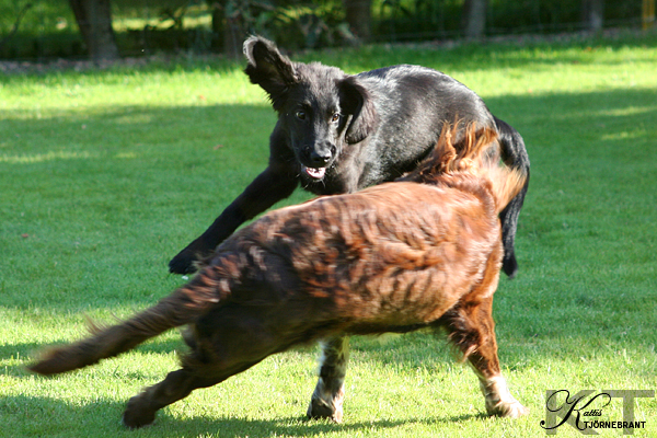 Nelli och Ztimma leker