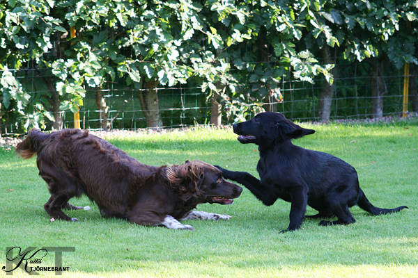 Nelli och Ztimma leker