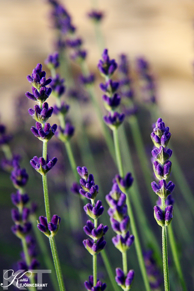 Lavendel