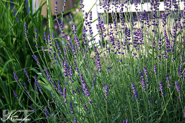 Lavendel