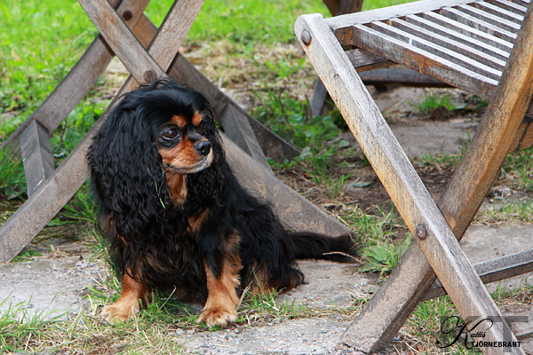 Cavalieren Yellie