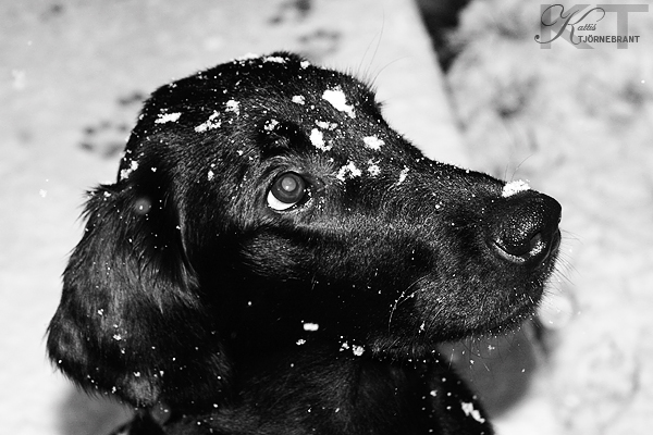 Ztimma i sin fÃ¶rsta snÃ¶