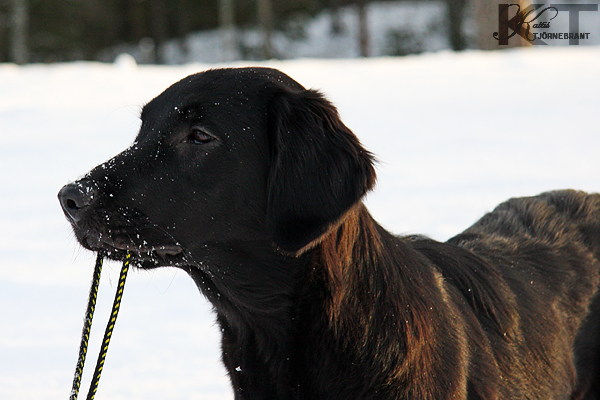 Ztimma hÃ¥ller i en repboll (i snÃ¶ret fÃ¶rstÃ¥s...)