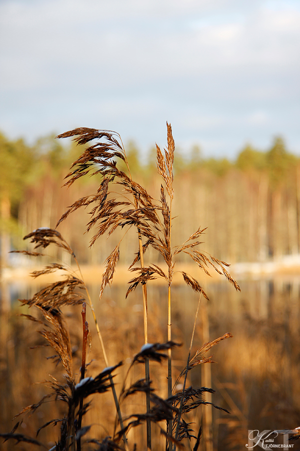 Vid sjÃ¶stranden