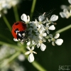 20070602_13015_liten_cr