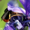 20090607_17975_liten_cr