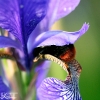 Blommor & Bin