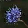20071008_15833_liten_cr