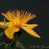 20071008_15846_liten_cr