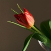 20080217_18011_liten_cr