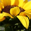 20090531_17854_liten_cr