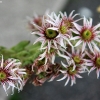 20090707_18767_liten_cr