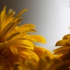 20090821_19549_liten_cr