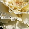 20091012_20826_liten_cr
