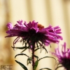 20091012_20833_liten_cr