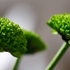 20100416_24504_liten_cr