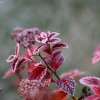20081030_24631_liten_cr
