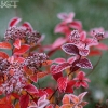 20081030_24633_liten_cr