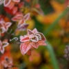 20081030_24634_liten_cr