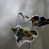 20081030_24645_liten_cr
