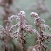 20081030_24647_liten_cr