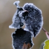 20081030_24653_liten_cr