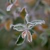 20081030_24657_liten_cr