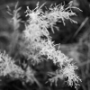 20081030_24658_liten_cr2
