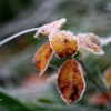 20081030_24667_liten_cr