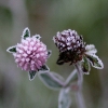 20081030_24680_liten_cr