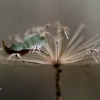 20081030_24723_liten_cr