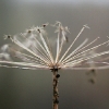 20081030_24726_liten_cr