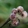 20081030_24732_liten_cr