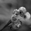 20081030_24732_liten_cr2
