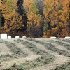 20081016_24438_liten_cr