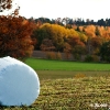 20081016_24443_liten_cr