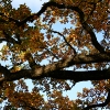 20081016_24506_liten_cr