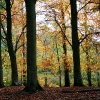 20081016_24558_liten_cr