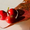 20091015_autumn