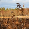 20091212_21743_liten_cr