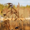 20091212_21745_liten_cr