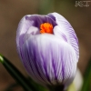 20100407_24443_liten_cr